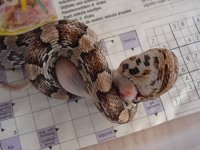FenrirWeanling_001.jpg