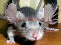 mouse_a.jpg