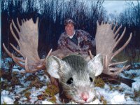 moose4.jpg