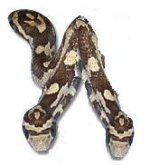 bugnsnake.jpg