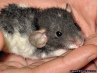 rat.jpg