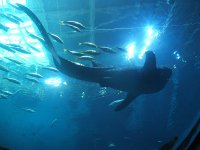 whaleshark.jpg