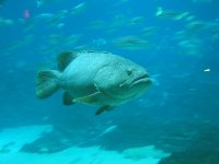grouper.jpg