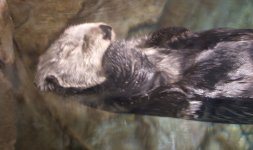 seaotter.jpg