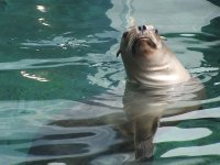 sealion.jpg