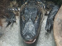 croc_head.jpg