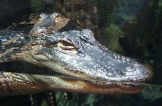 GatorHeads.jpg
