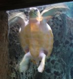 loggerhead.jpg