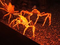 spidercrabs.jpg