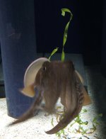 cuttlefish.jpg