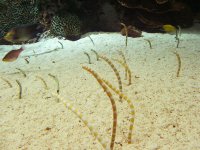 GardenEels.jpg