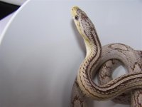 ghost striped motley.jpg