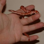Ignado 09-11-07 b.jpg