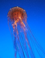 jellyfish.jpg