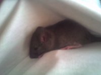 Rat.jpg