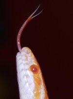 Salazar's tongue.jpg