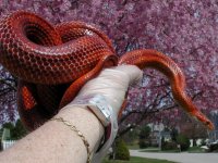 Snafu042008d.jpg