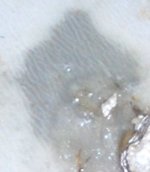 Eggs 003.jpg