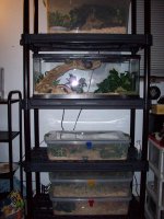 gecko snakes and blah 030.JPG