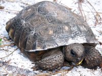 turtle full.jpg
