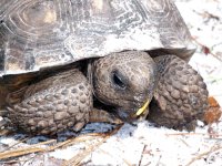 turtle close.jpg
