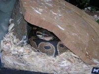 Ben explores new hide.jpg