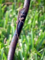 lizard branch.jpg