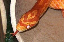Closeup - Tongue (Small).jpg