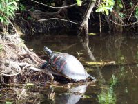 turtle everglades.jpg