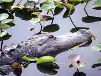 alligator.jpg