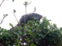 iguana everglades.jpg