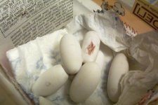 eggs hatch II.jpg