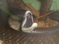 Reptile World 05_2008 051_800.jpg