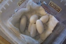 eggs II.jpg