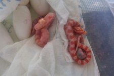2nd snake out II.jpg
