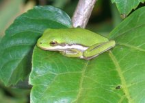Frogs 001.jpg