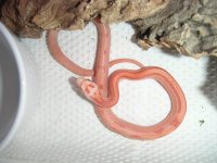 Fire stripe..jpg