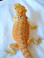 orange man  X saturday red GG.JPG