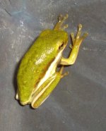 Frogs 004.jpg