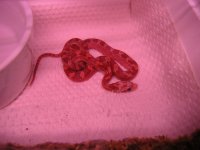 Hypo bloodred.jpg