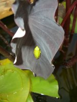 Frogs 003.jpg