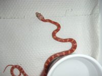 Hypo bloodred..jpg