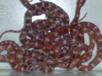 hypo bunch 2.JPG