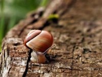 snail.JPG