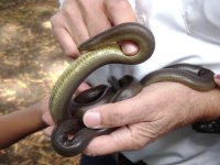 rubber boas.JPG