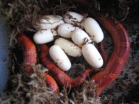 coral ghost bloodred eggs.JPG