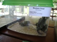 Toads.JPG