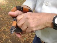 grey banded kingsnake.JPG