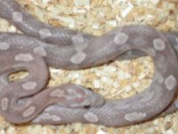 Lavender Motley 002.jpg