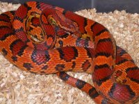 My Cornsnakes 009.jpg